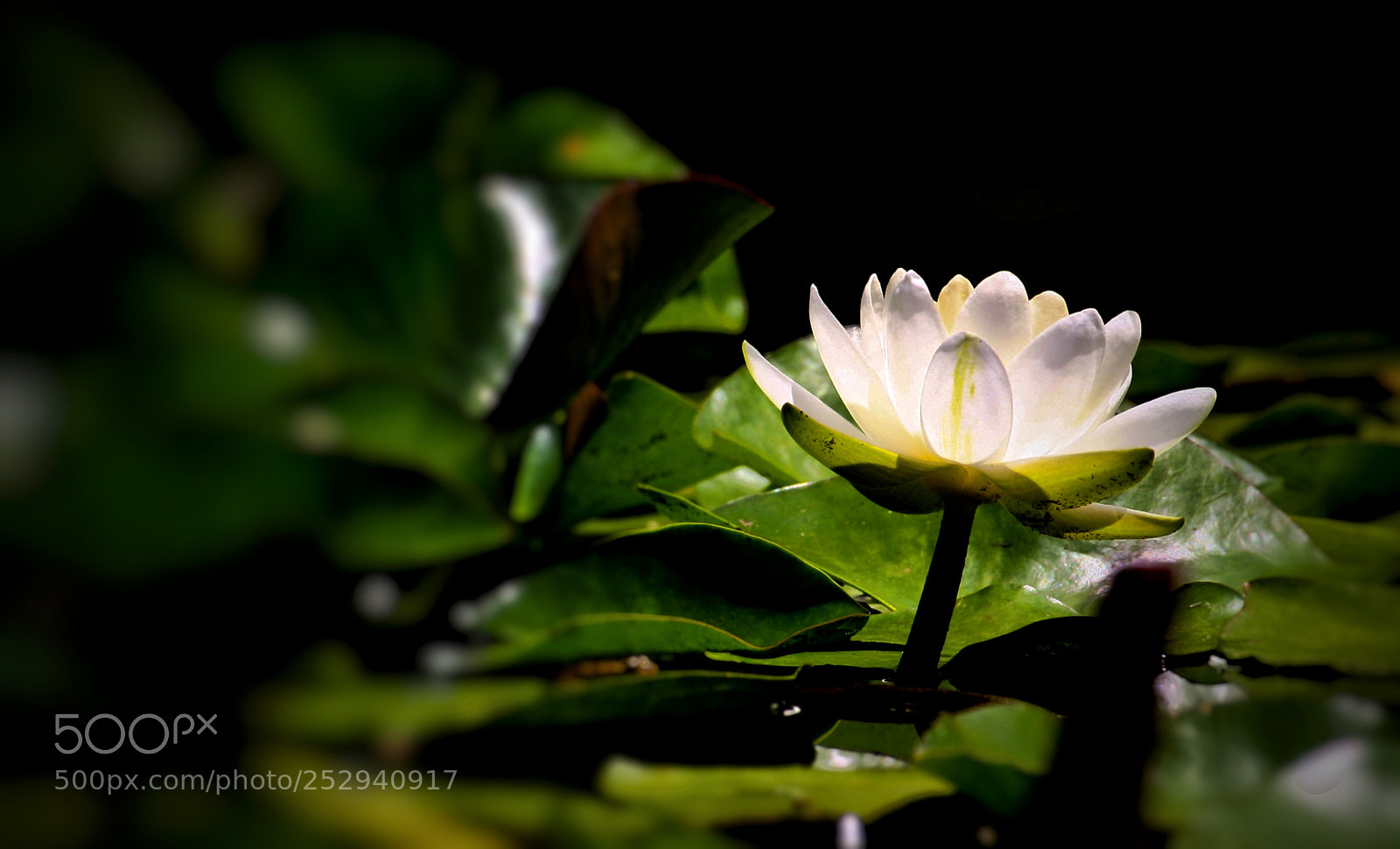 Canon EOS 350D (EOS Digital Rebel XT / EOS Kiss Digital N) sample photo. Water lily photography