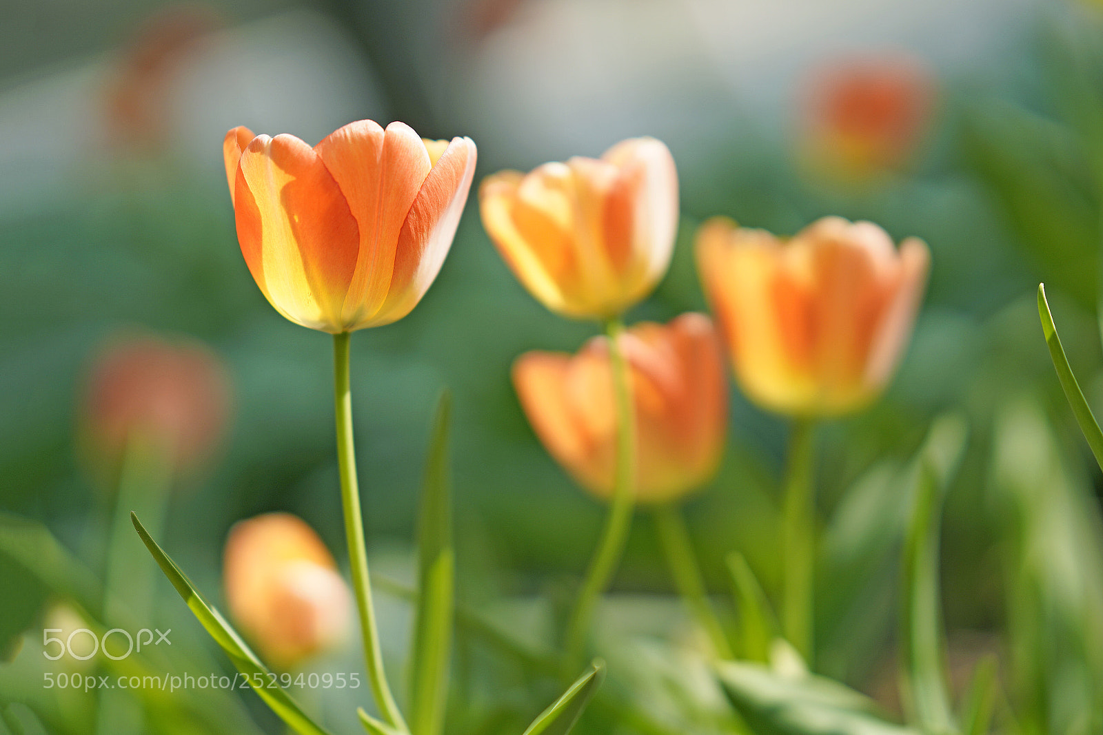 Sony a7R III sample photo. Tulip photography