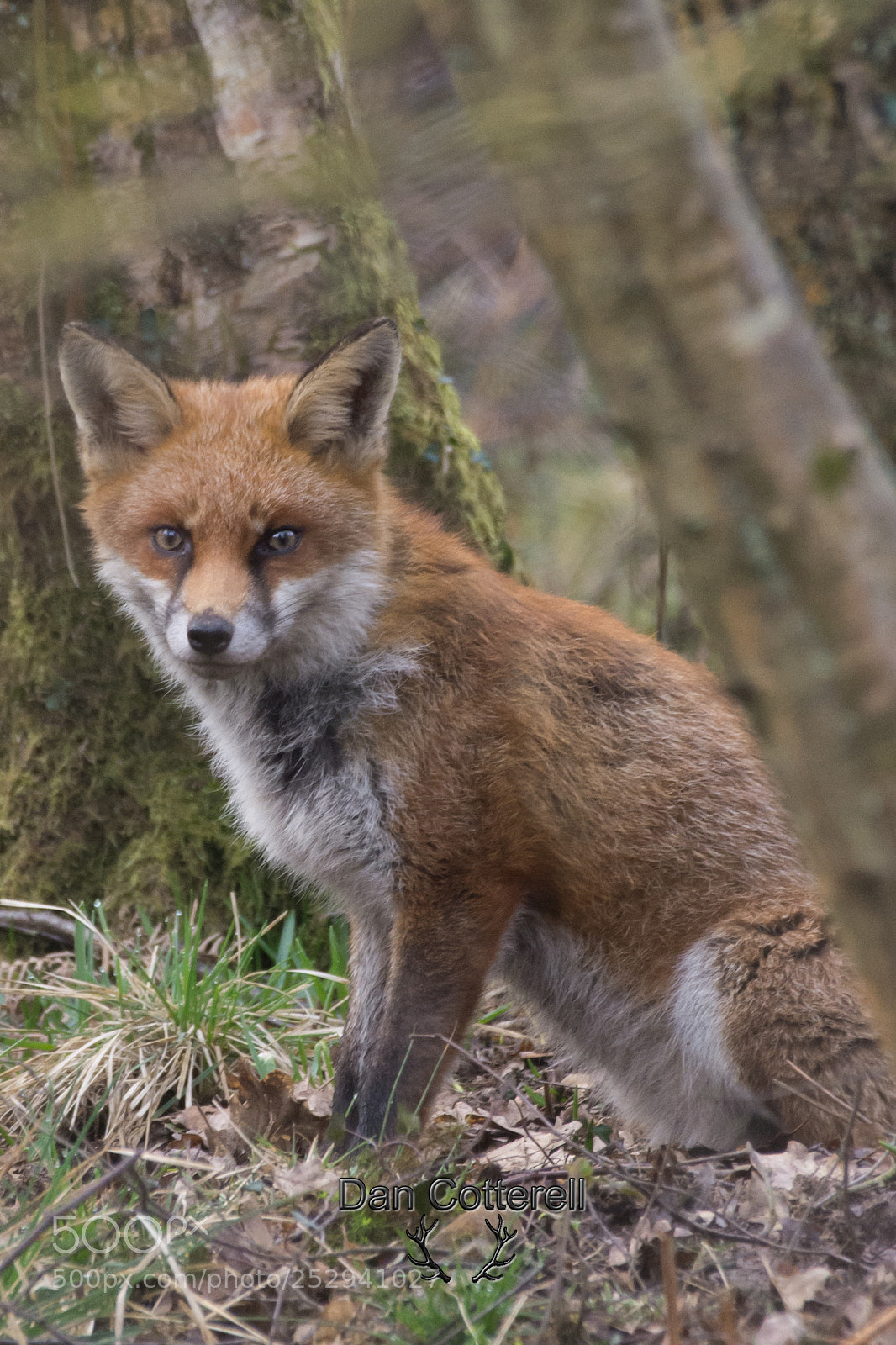 Nikon D7200 sample photo. Vulpes vulpes photography