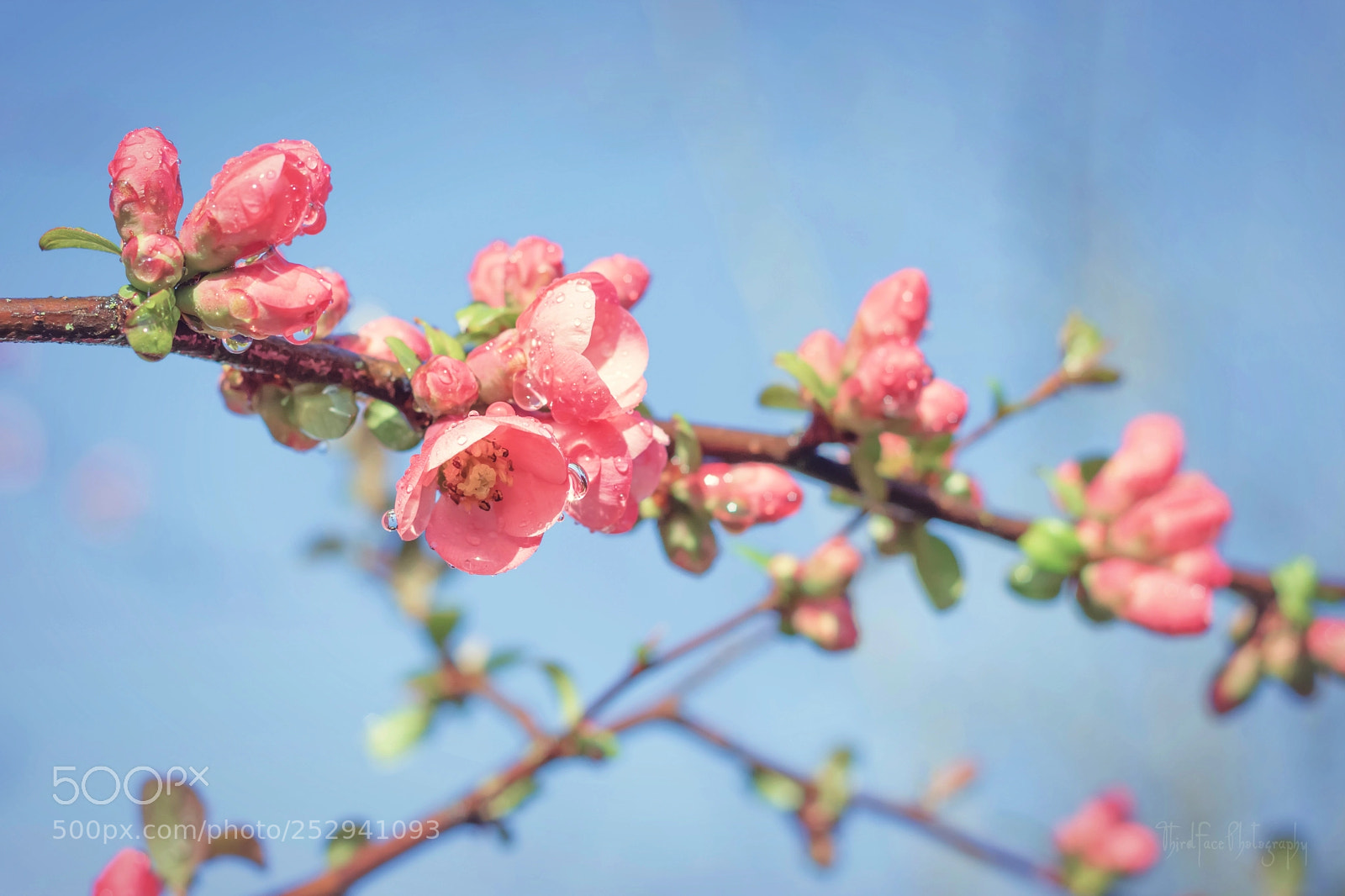 Canon EOS 650D (EOS Rebel T4i / EOS Kiss X6i) sample photo. Instagram spring photography