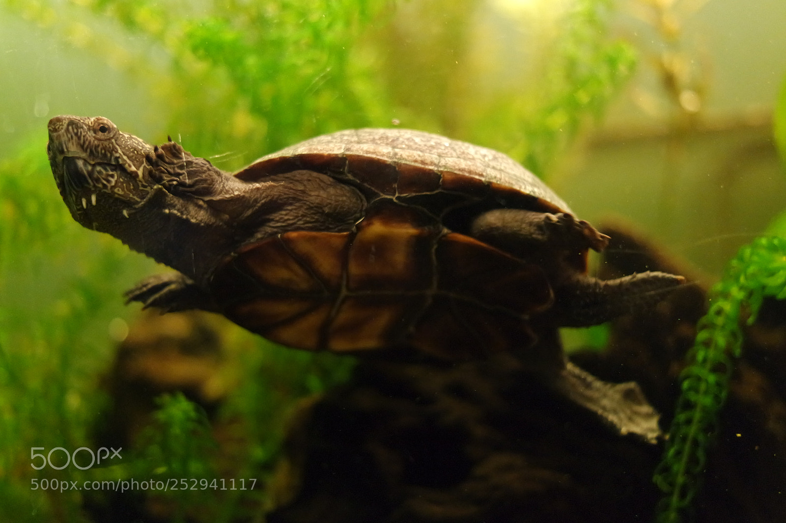 Samsung NX3000 sample photo. Turtle action photography