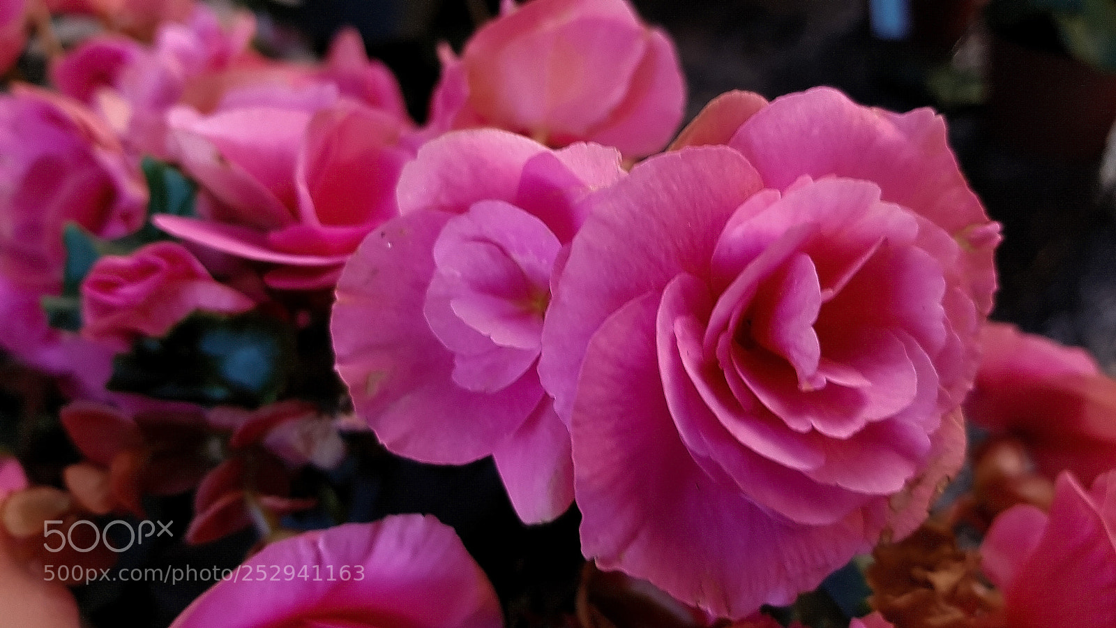 Samsung Galaxy S8 sample photo. A macro-shot of a photography