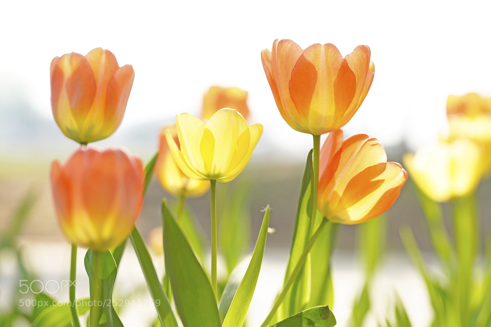 Sony a7R III sample photo. Tulip photography
