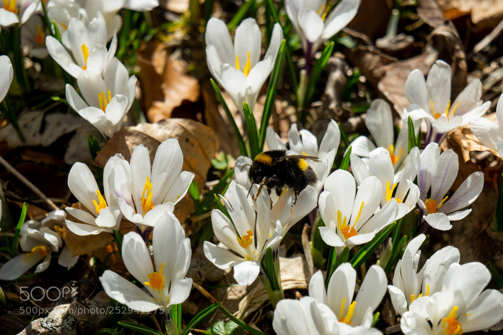 Sony a6000 sample photo. Busy bumblebee photography