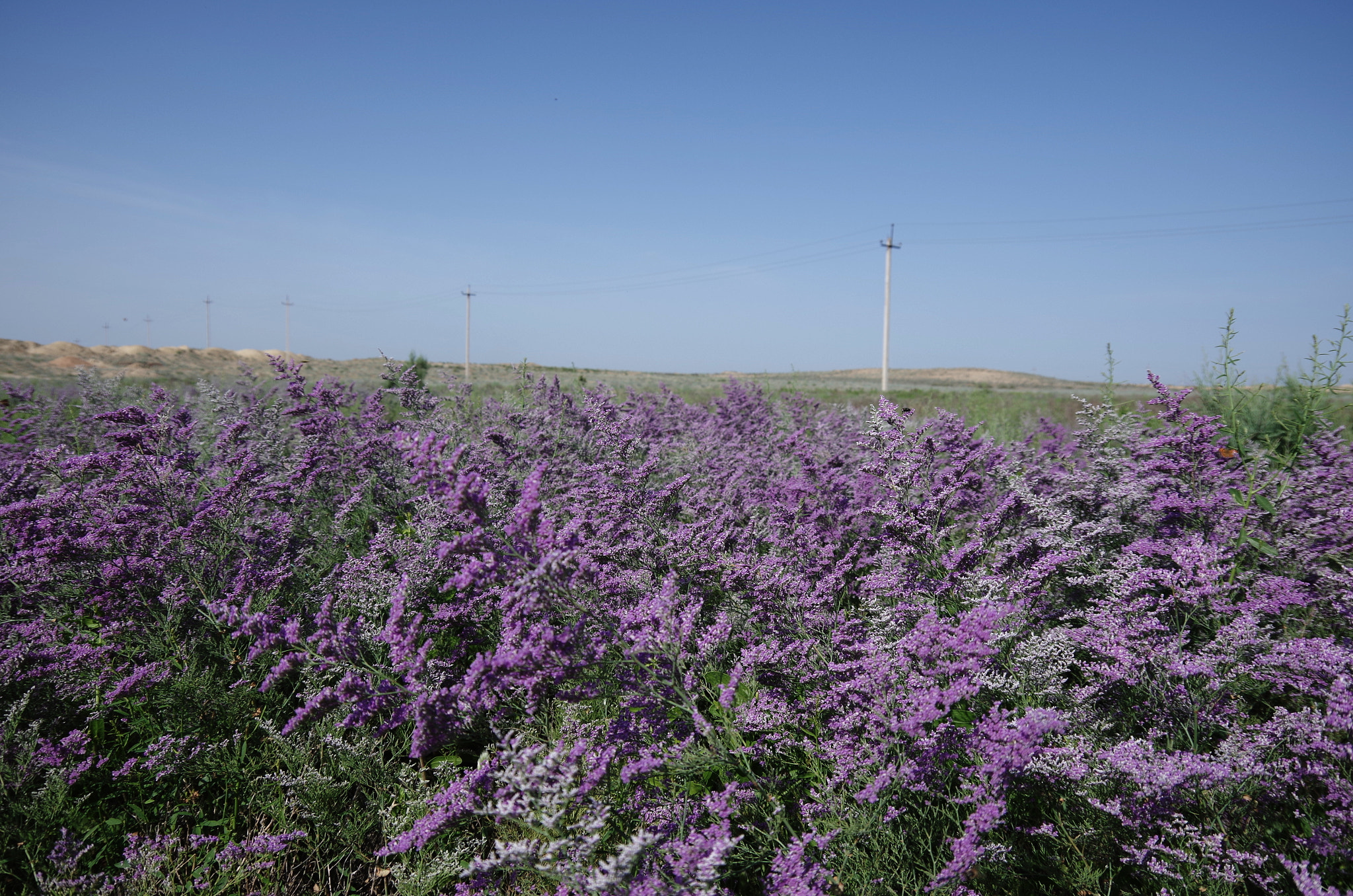 Pentax K-30 sample photo. Spring in the steppe photography