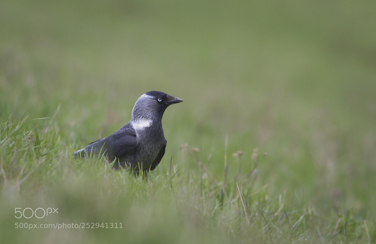 Canon EOS 7D sample photo. Eurasian jackdaw photography