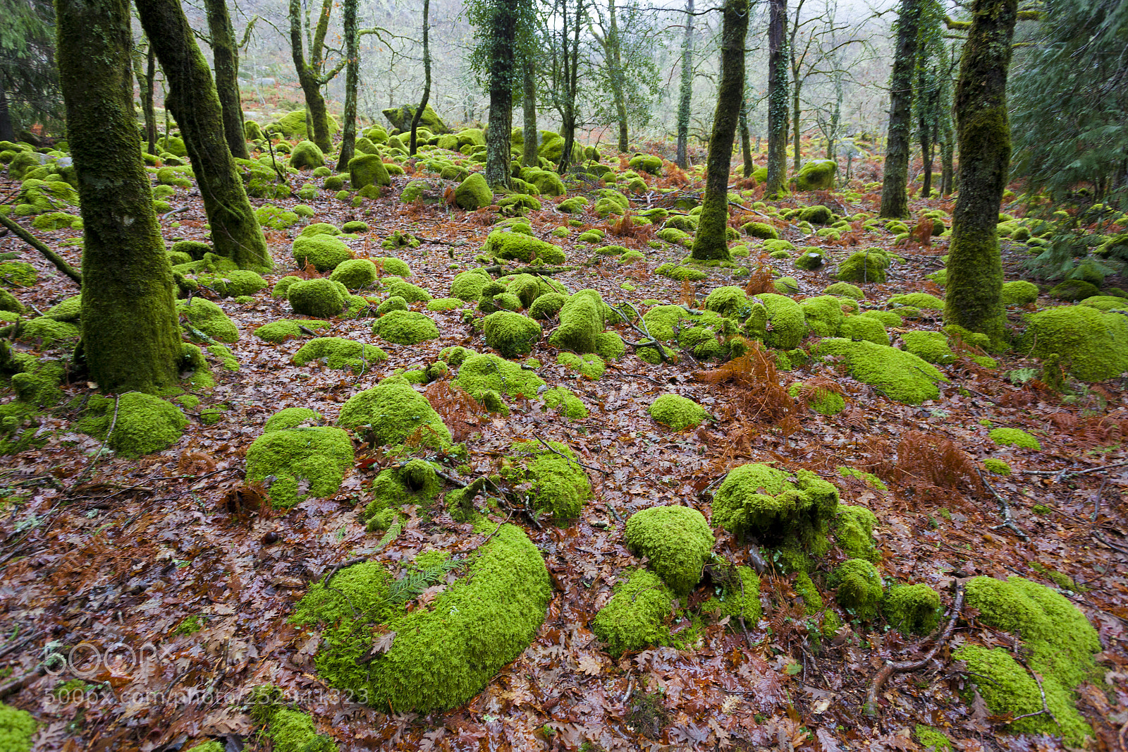 Canon EOS 5D Mark II sample photo. Peneda-geres natural park, minho photography