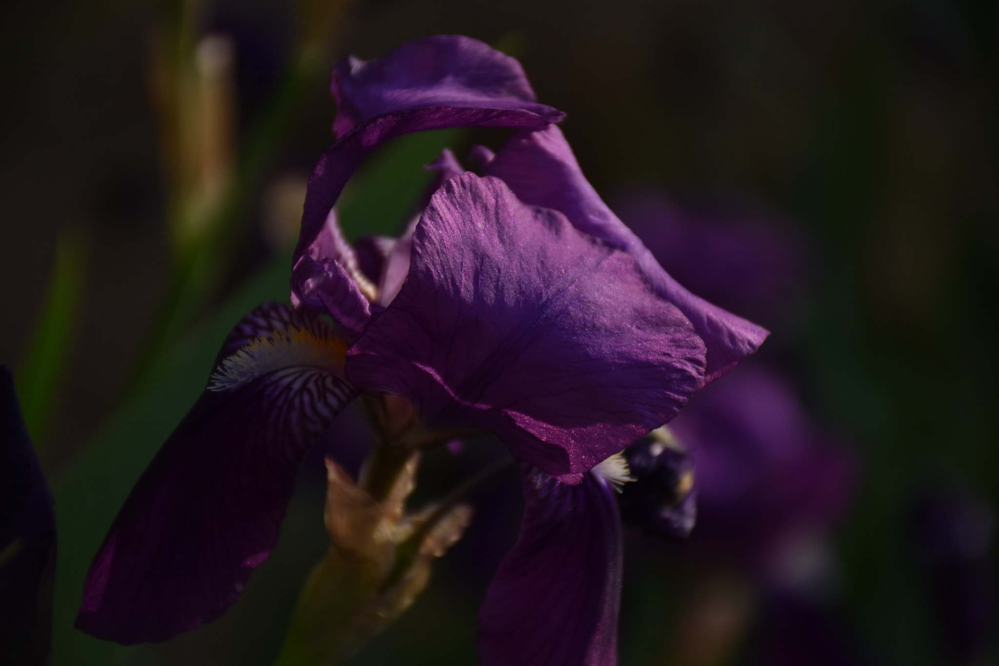 Nikon D3400 + Nikon AF-S DX Nikkor 18-140mm F3.5-5.6G ED VR sample photo. Purple flower ... photography