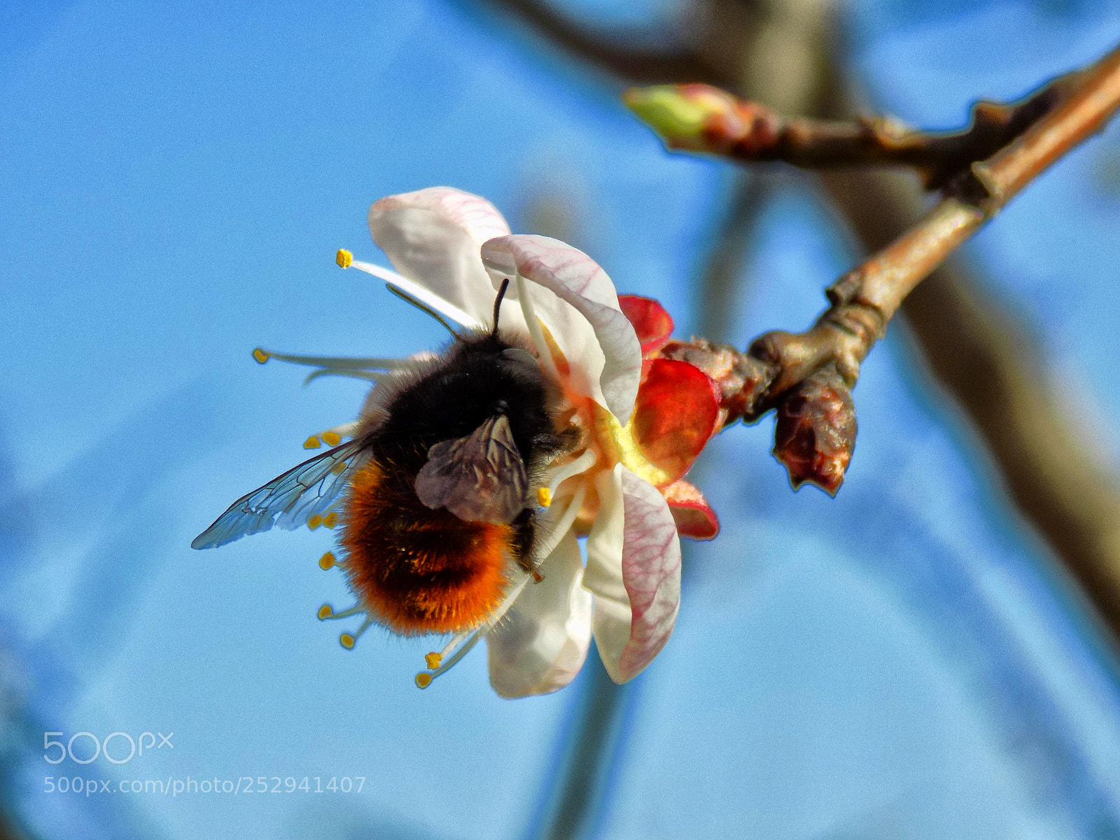 Nikon COOLPIX L330 sample photo. Spring....... photography
