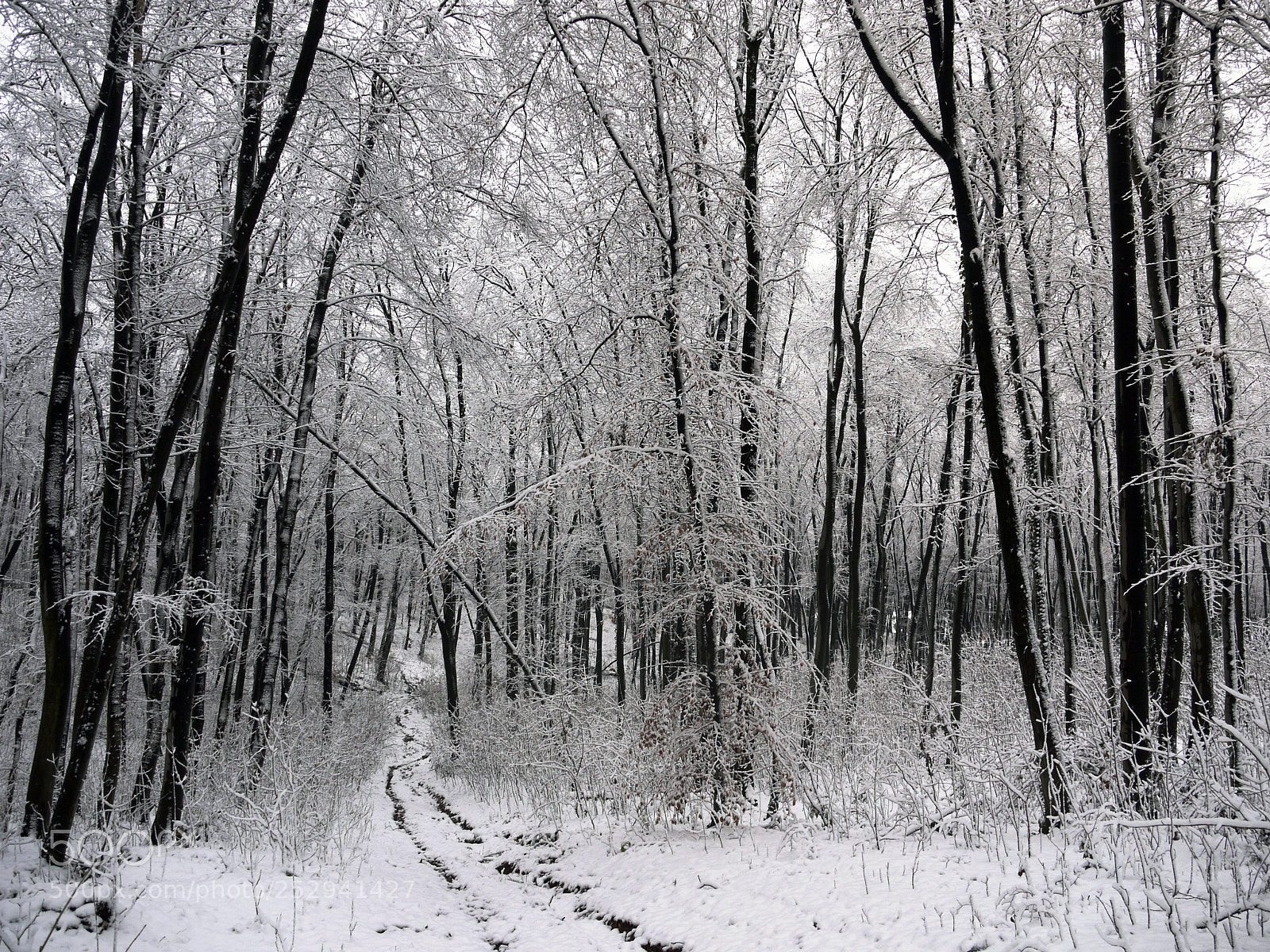 Panasonic Lumix DMC-G1 sample photo. Forest path photography