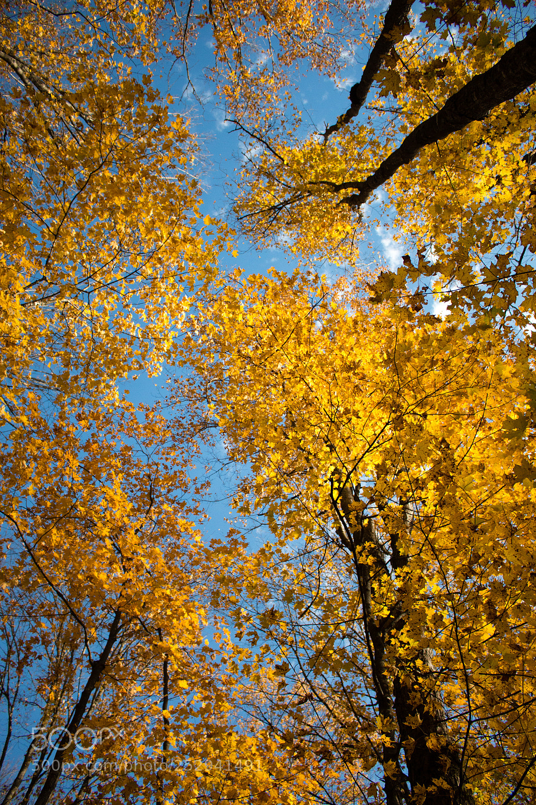 Canon EOS 70D sample photo. In the woods photography