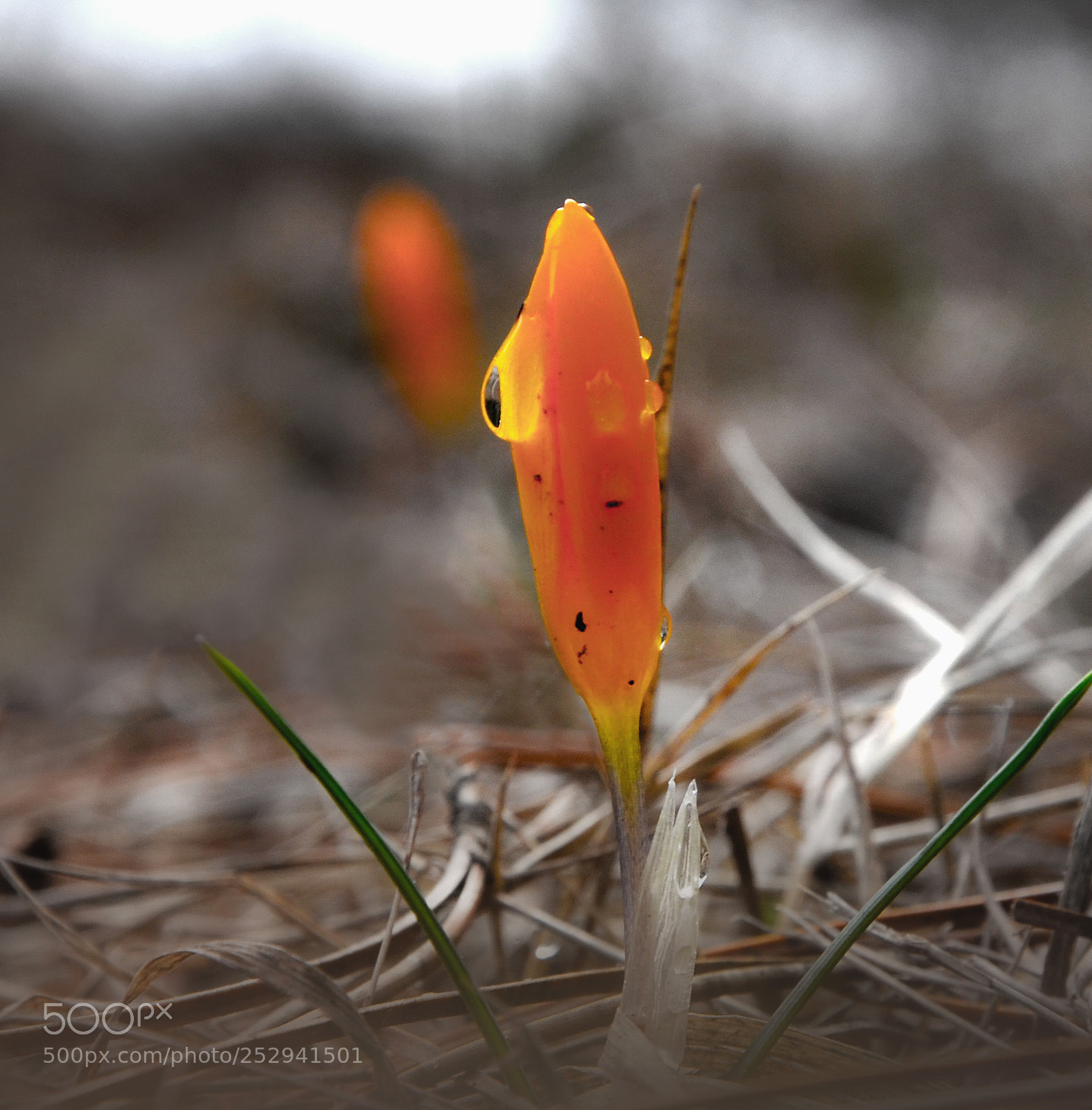 Nikon D7000 sample photo. Crocus eye photography