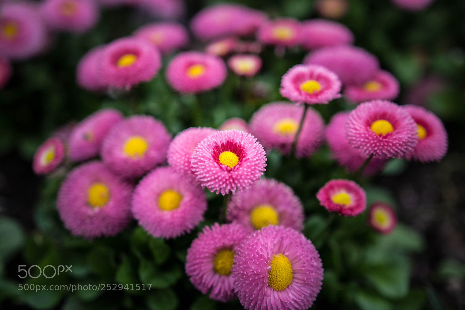 Nikon D7200 sample photo. Pink photography
