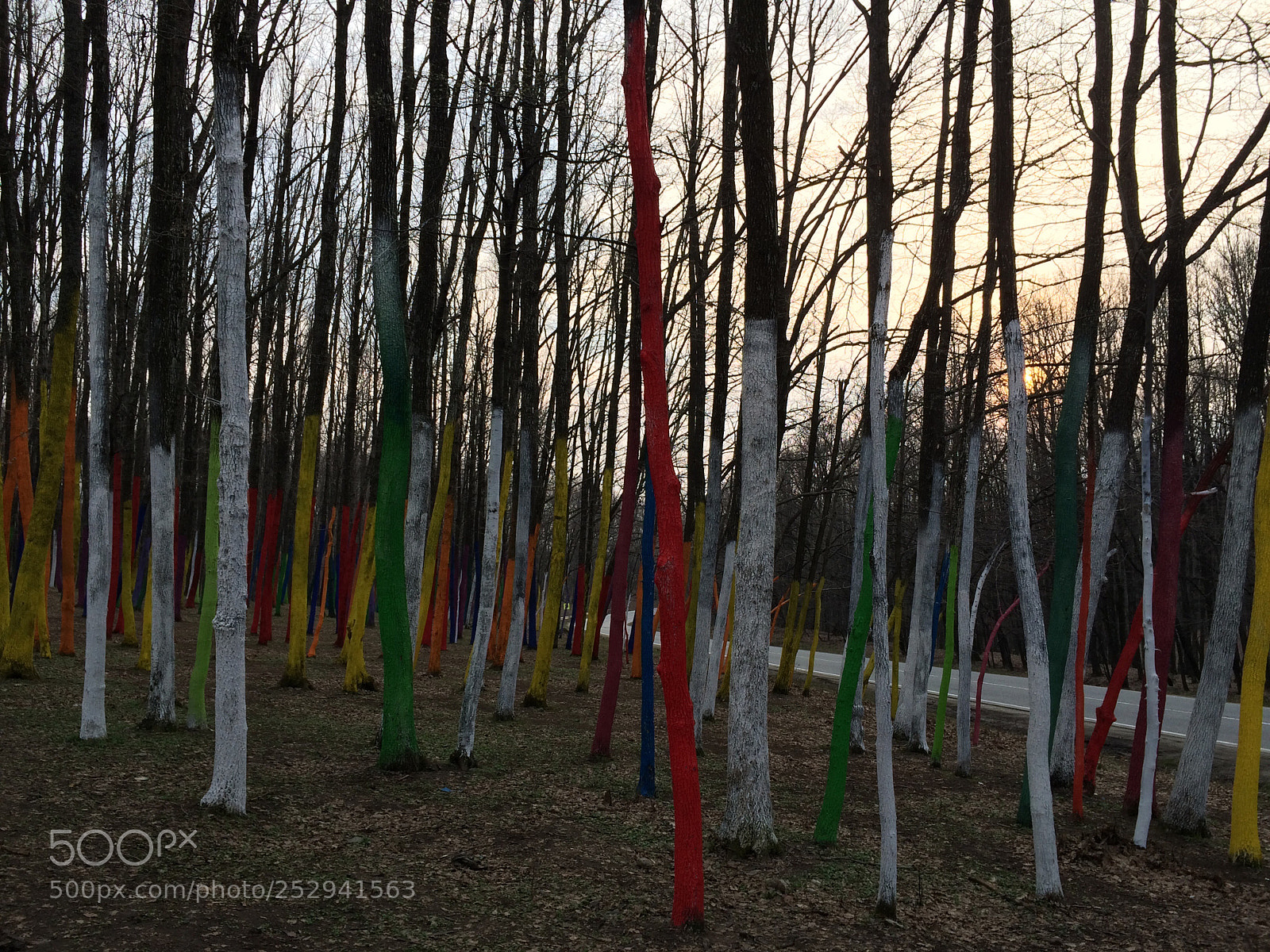 Apple iPhone 5s sample photo. The colorful forest photography