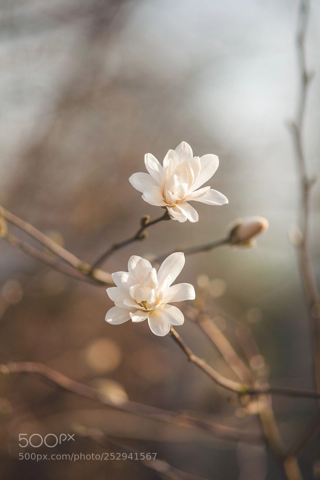 Canon EOS 5D sample photo. ~ photography