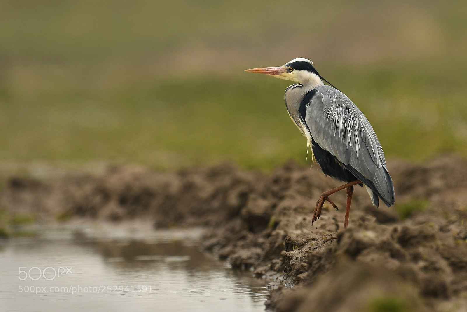Nikon D500 sample photo. Grey heron photography