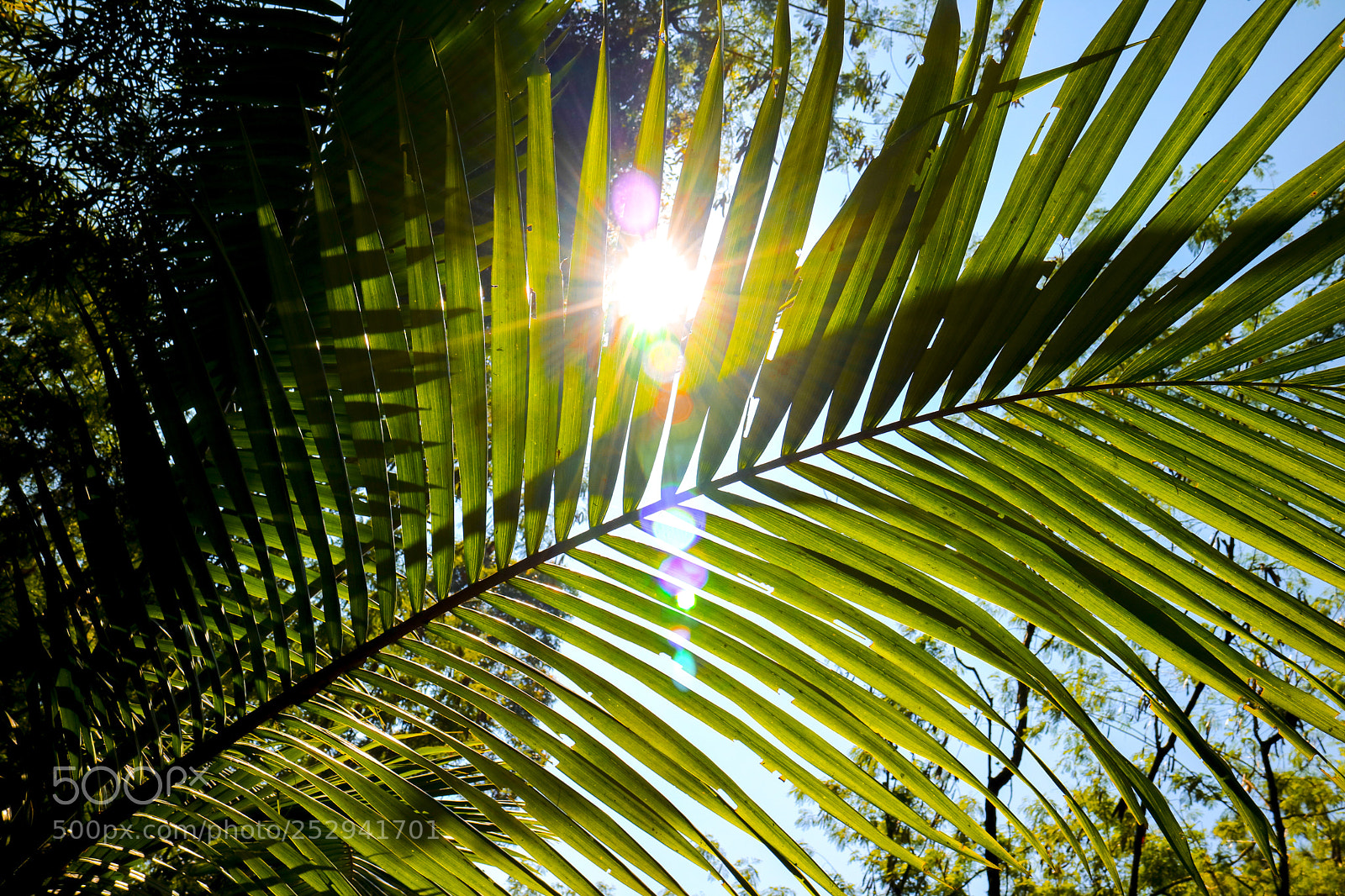 Canon EOS M3 sample photo. A folha e o photography