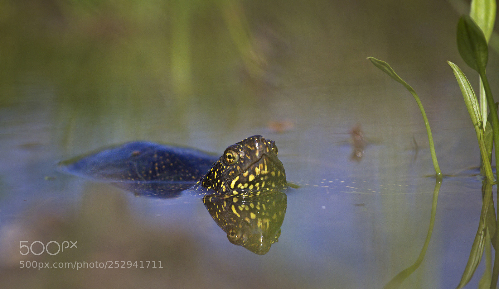 Canon EOS 7D sample photo. European pond turtle photography