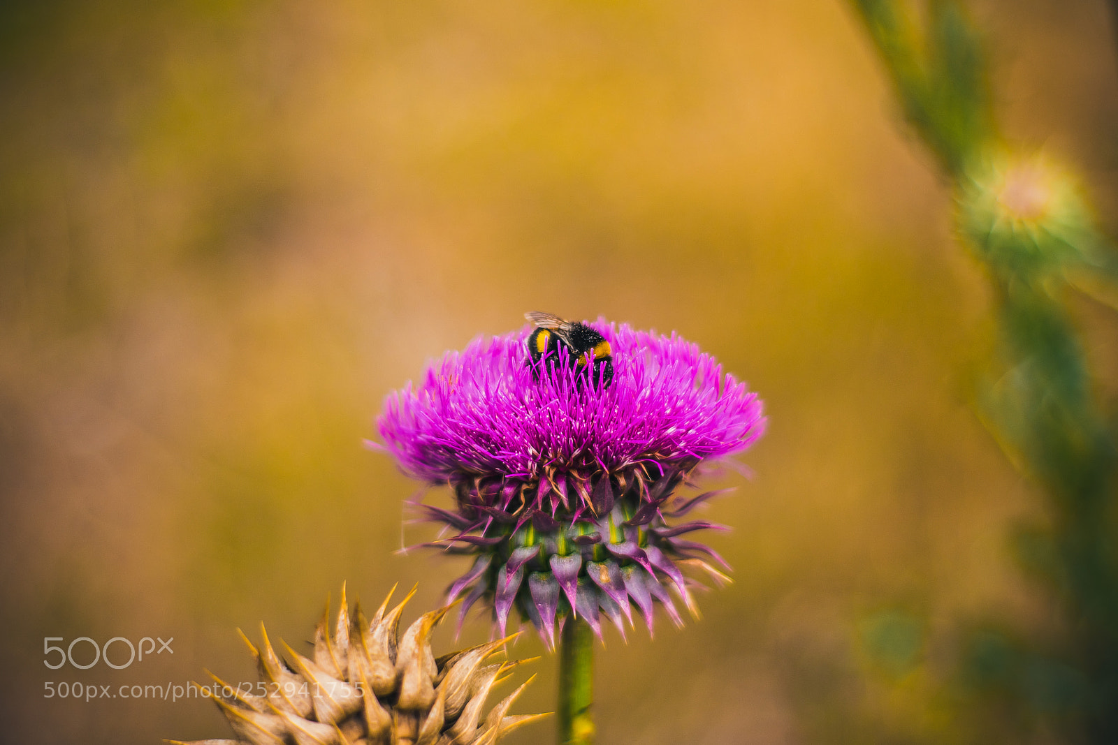 Nikon D3400 sample photo. Abeja. photography