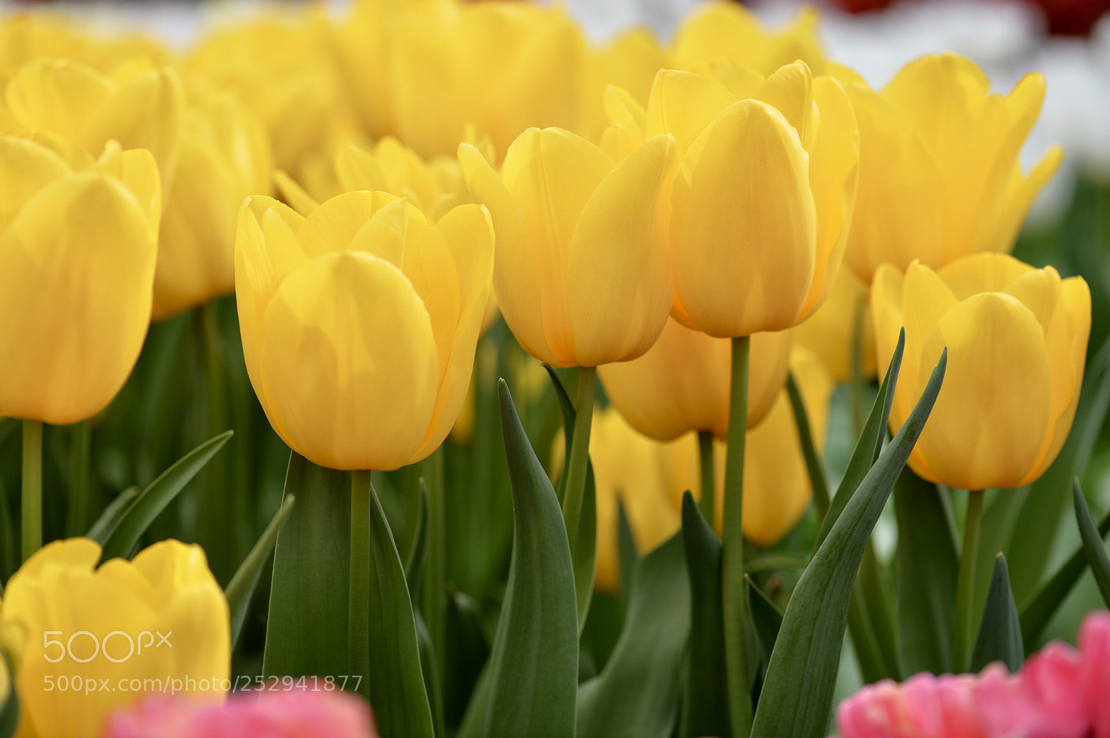 Nikon Df sample photo. Turnip iii photography