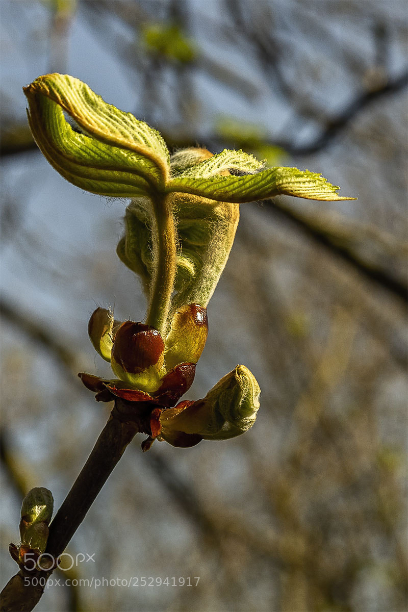Olympus OM-D E-M1 sample photo. Die natur erwacht ii photography
