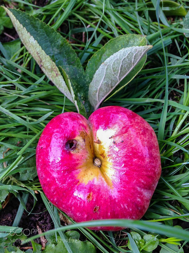 Apple iPhone 5 sample photo. I love apple photography
