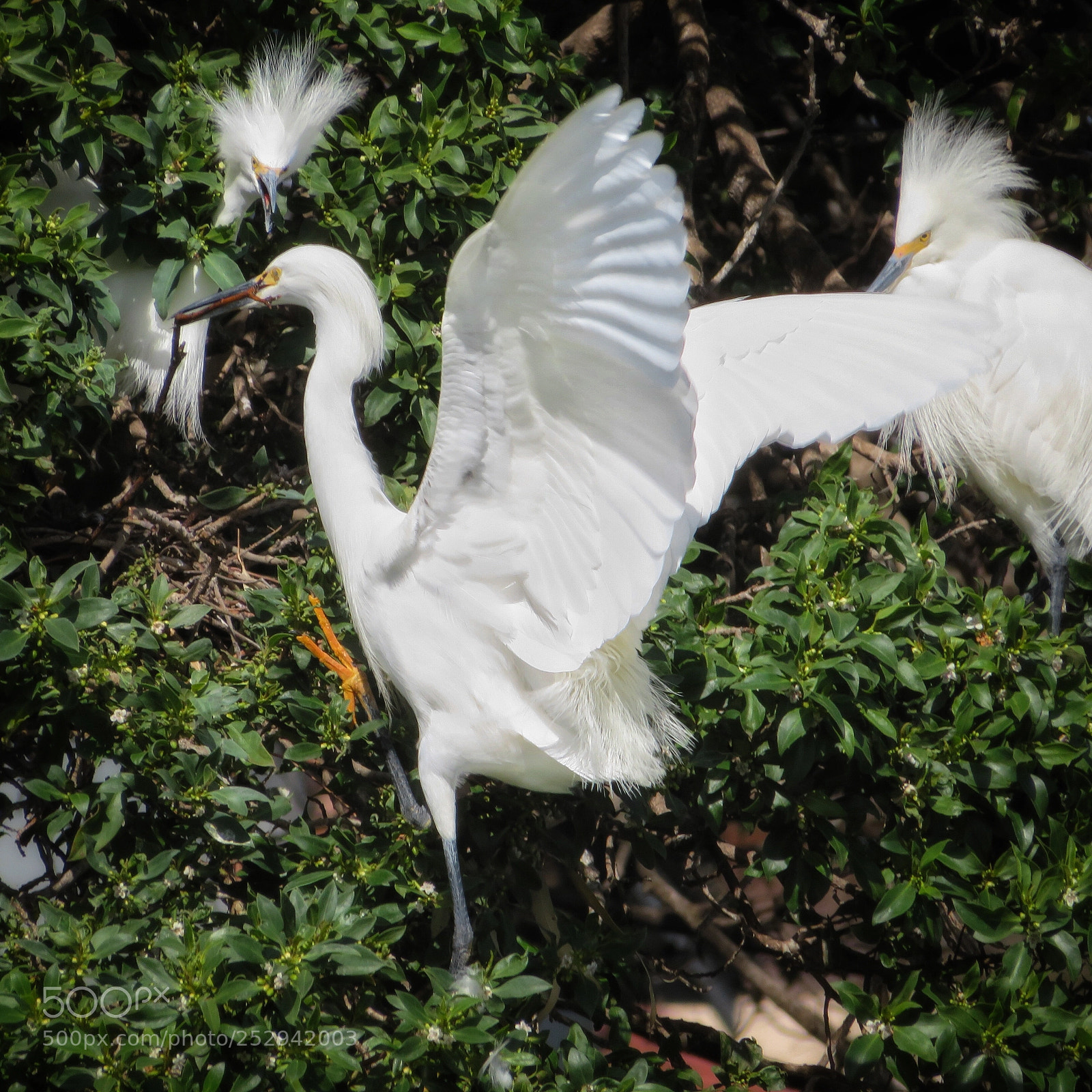 Canon PowerShot SX720 HS sample photo. I need a bigger photography