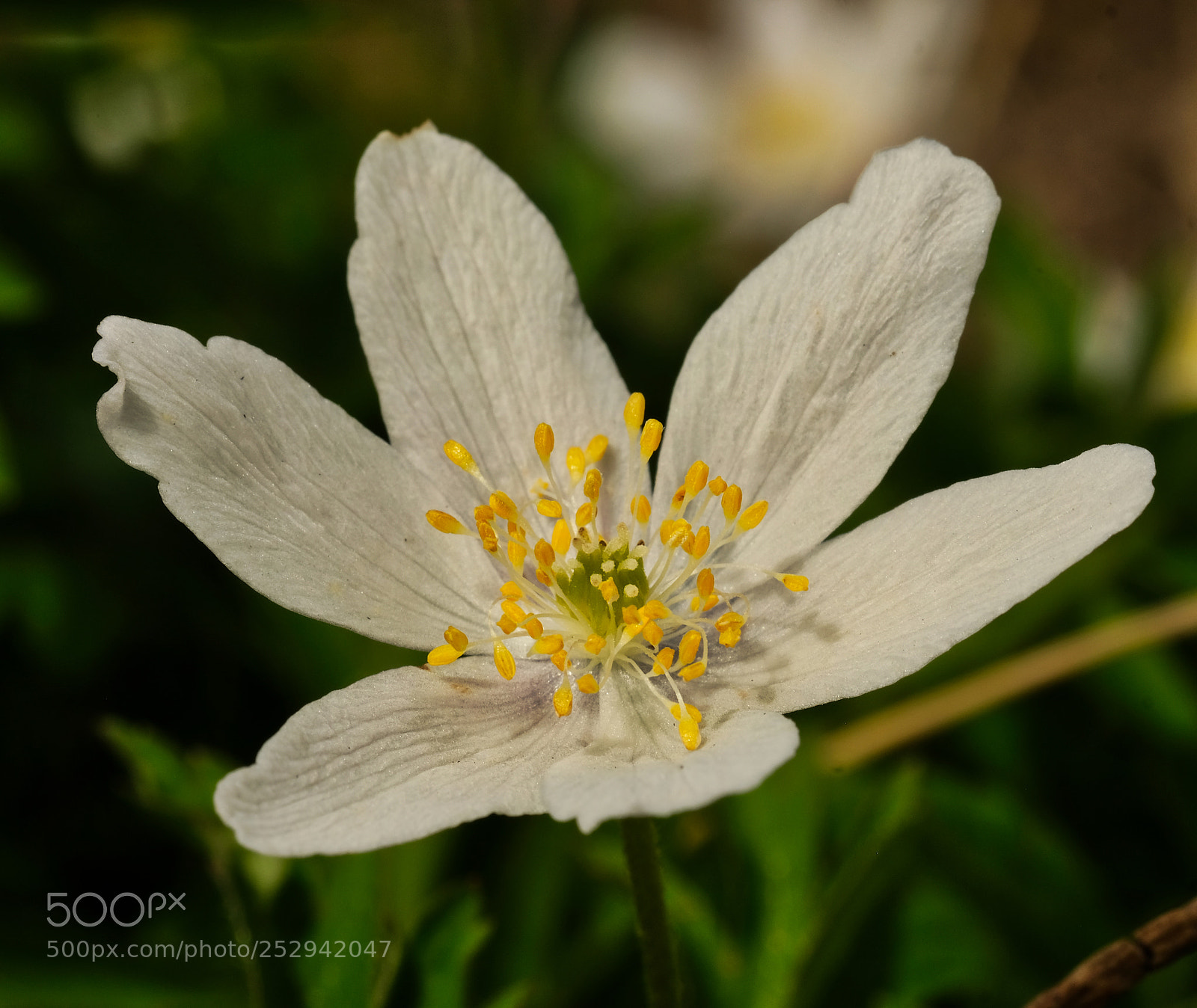 Fujifilm X-T2 sample photo. Little flower photography