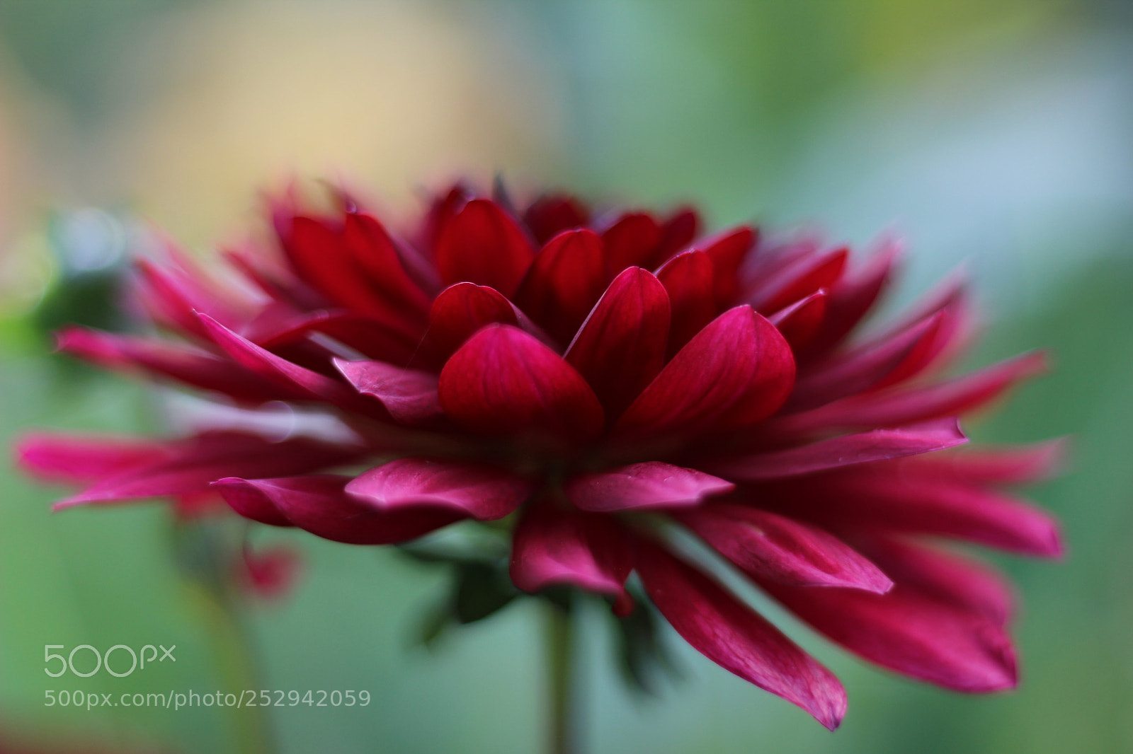 Canon EOS 600D (Rebel EOS T3i / EOS Kiss X5) + Canon EF 50mm F1.8 STM sample photo. Dahlia beauty photography