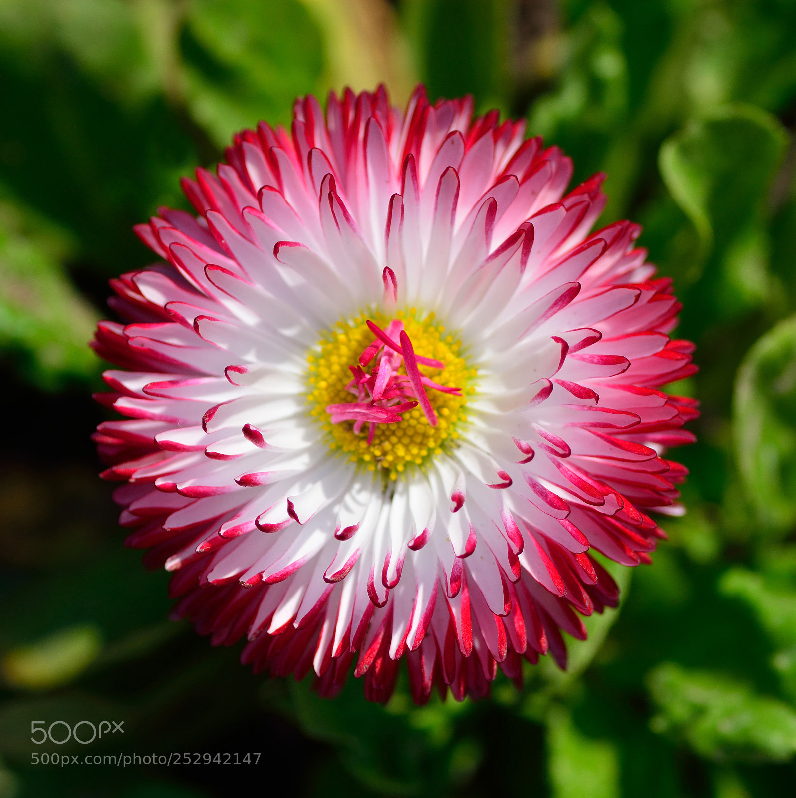 Nikon D7100 sample photo. Spring circle photography