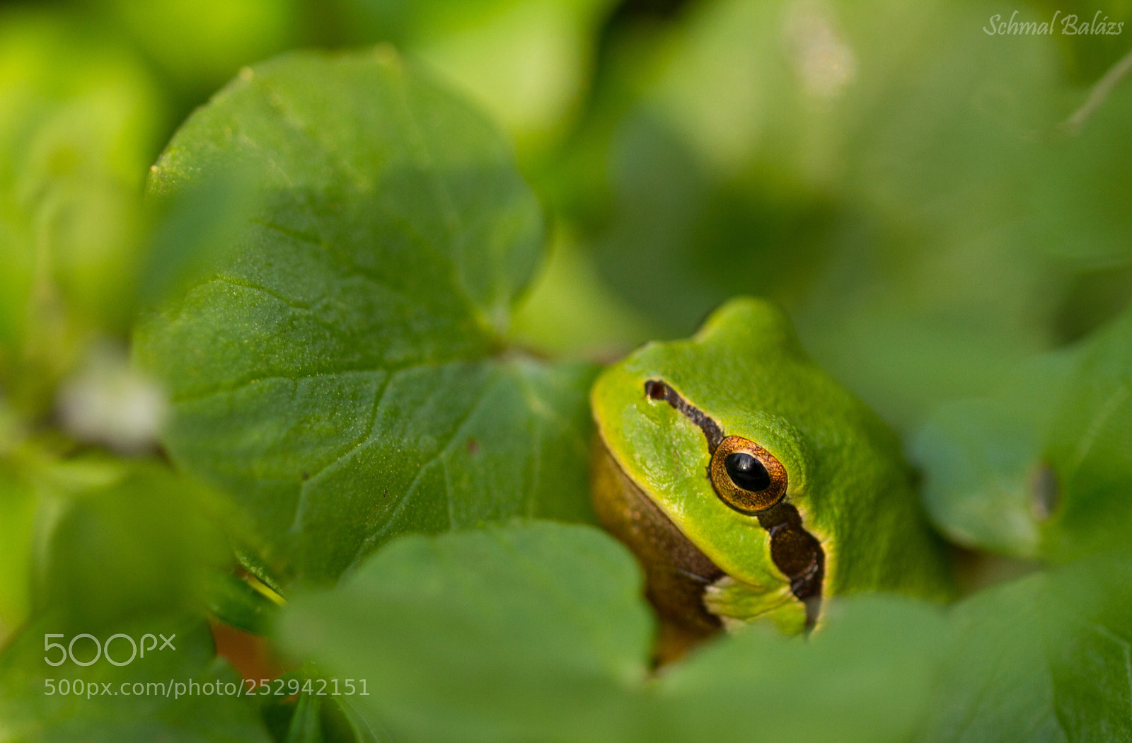 Canon EOS 7D sample photo. European tree frog photography