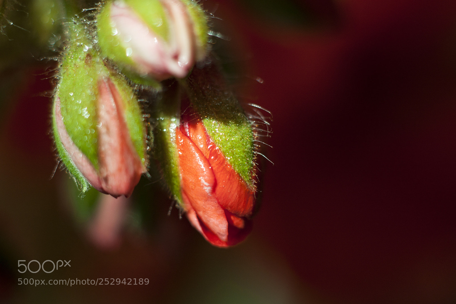 Canon EOS 500D (EOS Rebel T1i / EOS Kiss X3) sample photo. Buds of a burgeoning photography