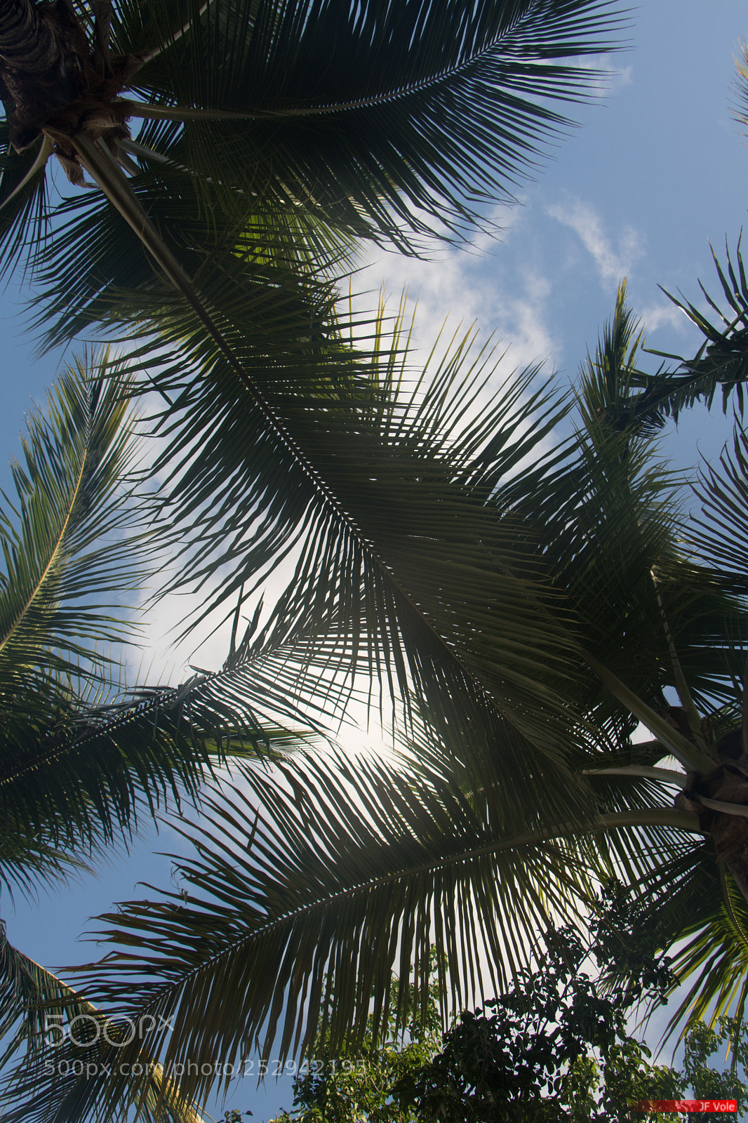 Canon EOS 760D (EOS Rebel T6s / EOS 8000D) sample photo. Palmeraie photography