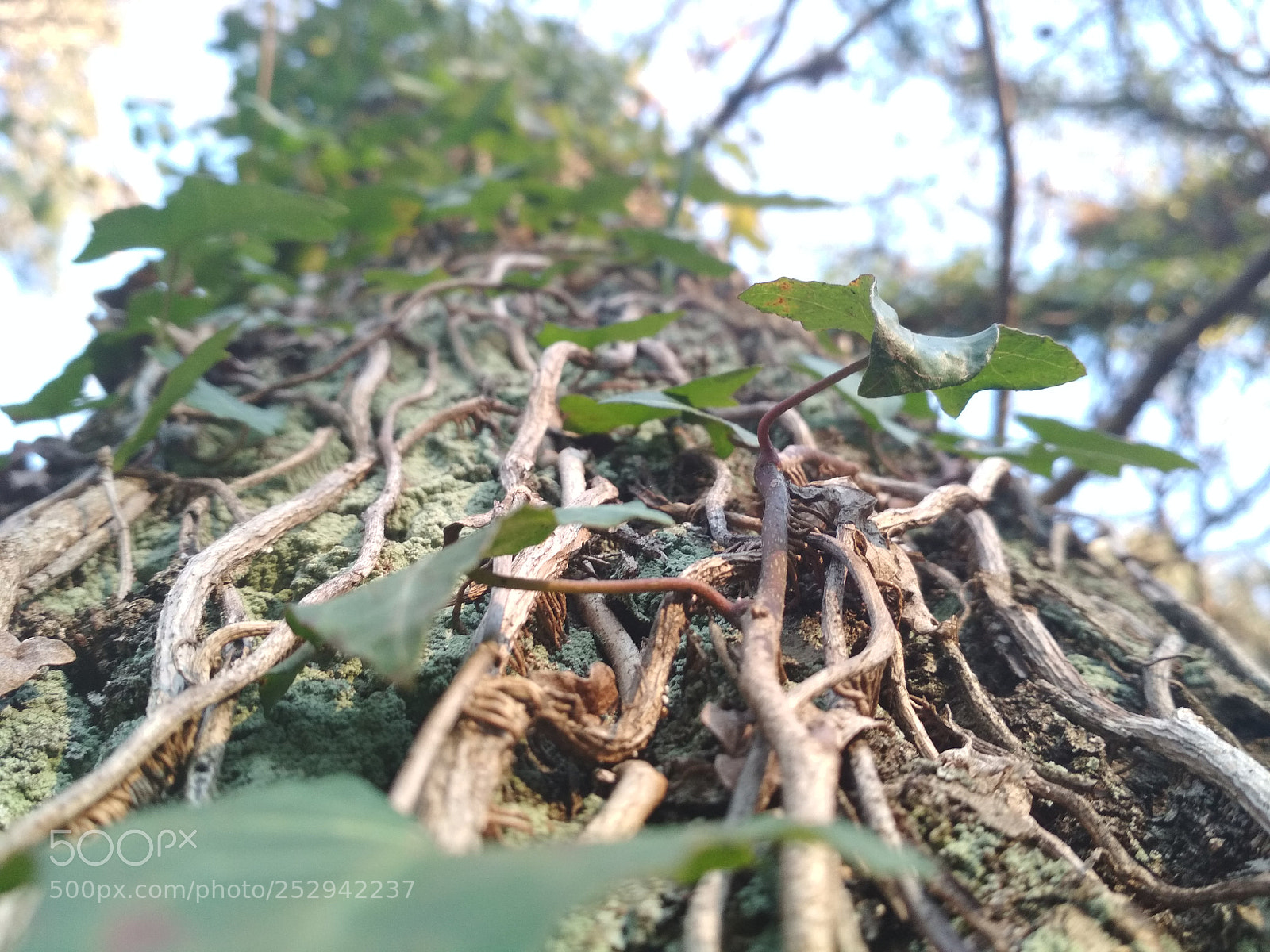 Xiaomi Redmi 4X sample photo. Untitled photography
