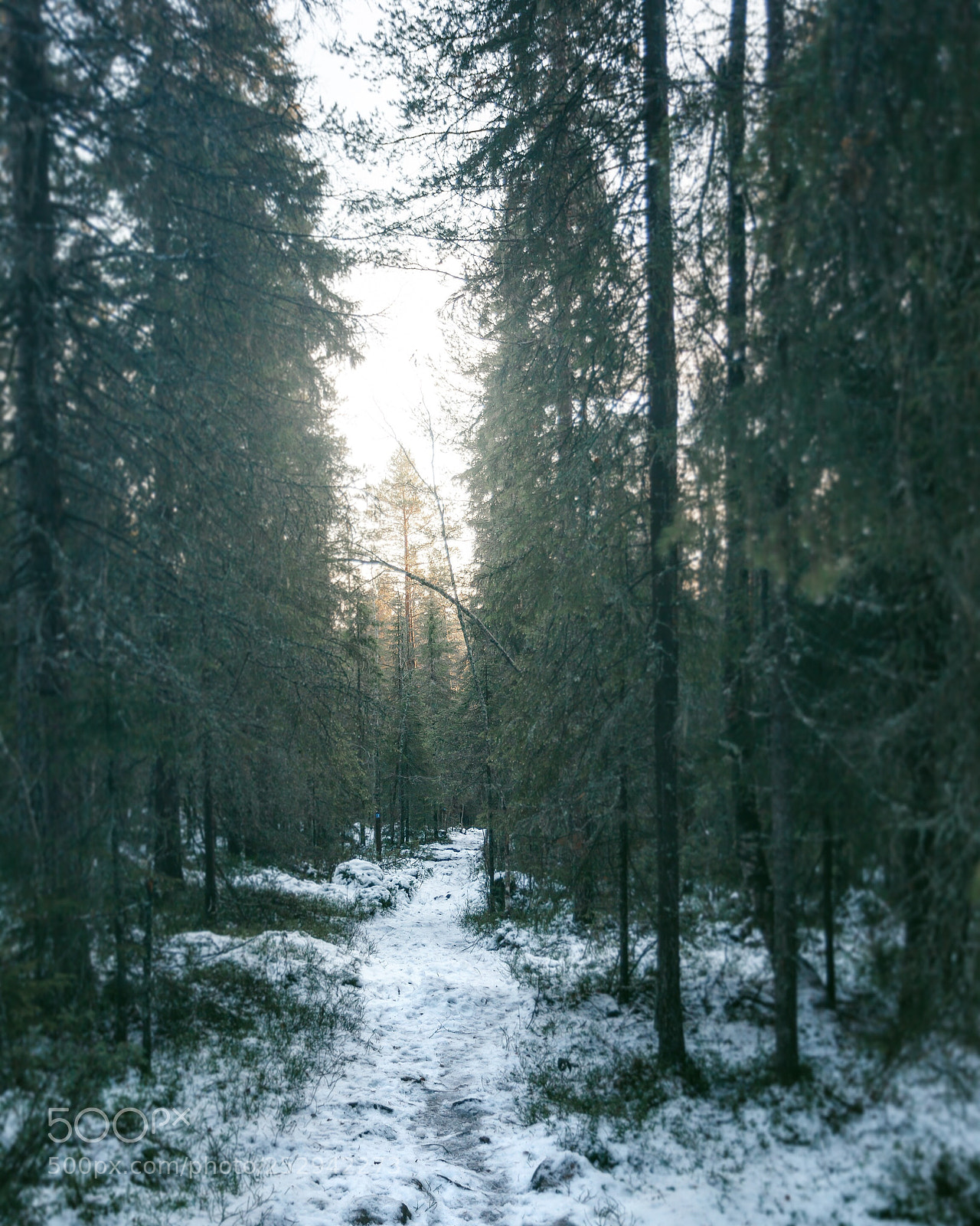 Canon EOS 5D Mark II sample photo. Ounasvaara photography