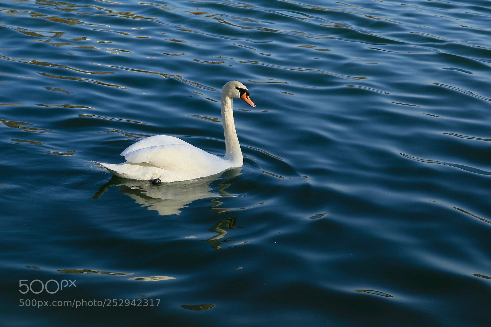 Canon EOS 80D sample photo. Swan photography