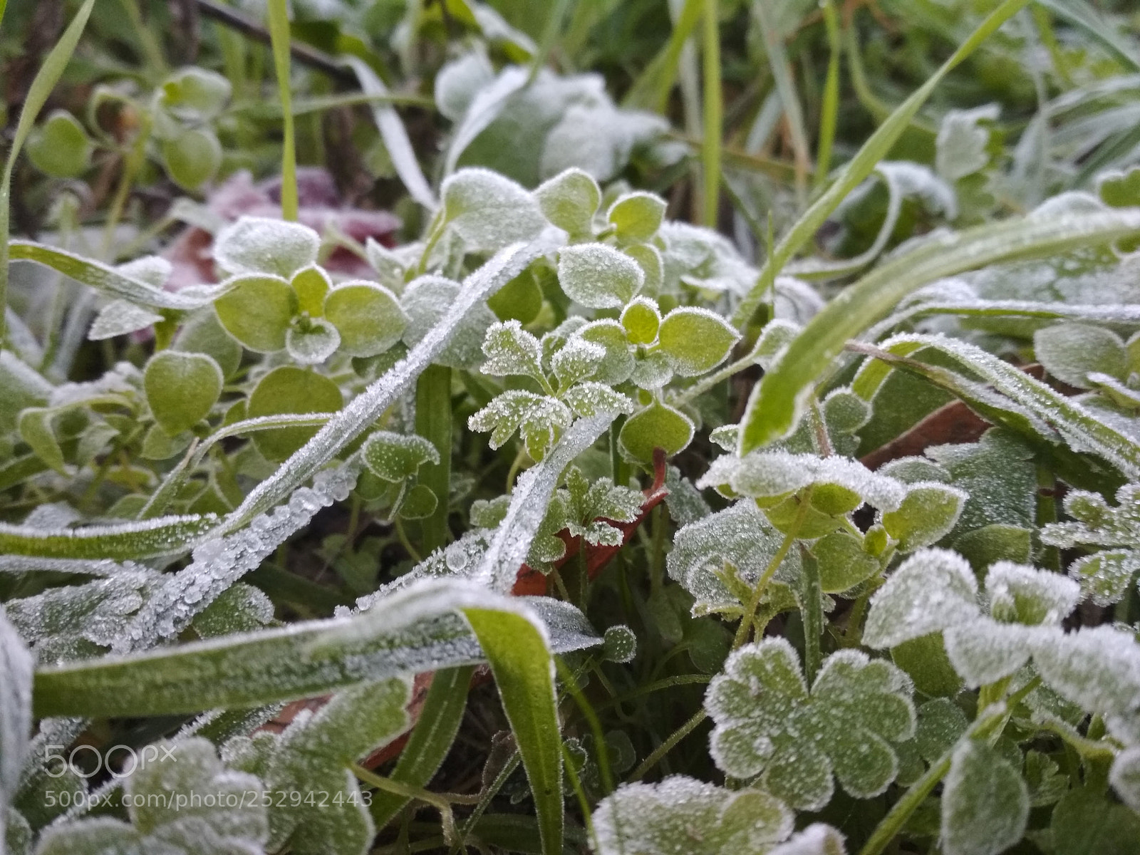 Xiaomi Redmi 4X sample photo. Untitled photography