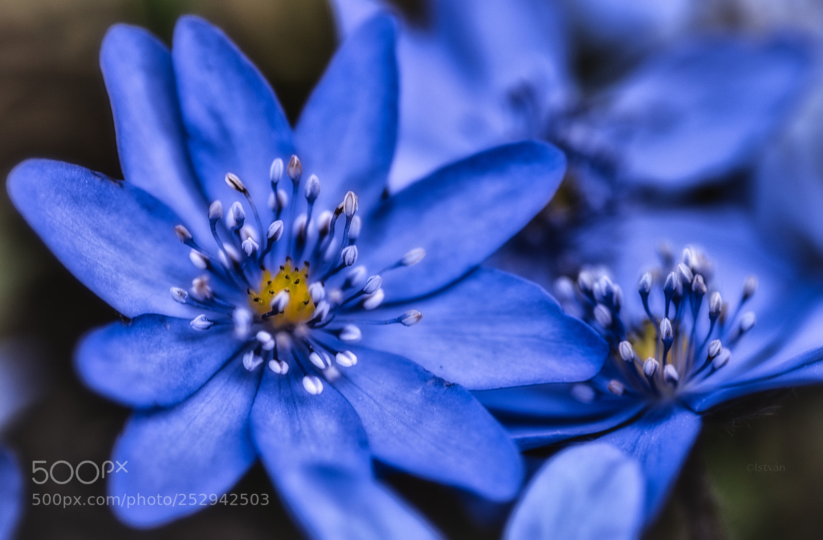 Nikon D7200 sample photo. Little blue signs of photography