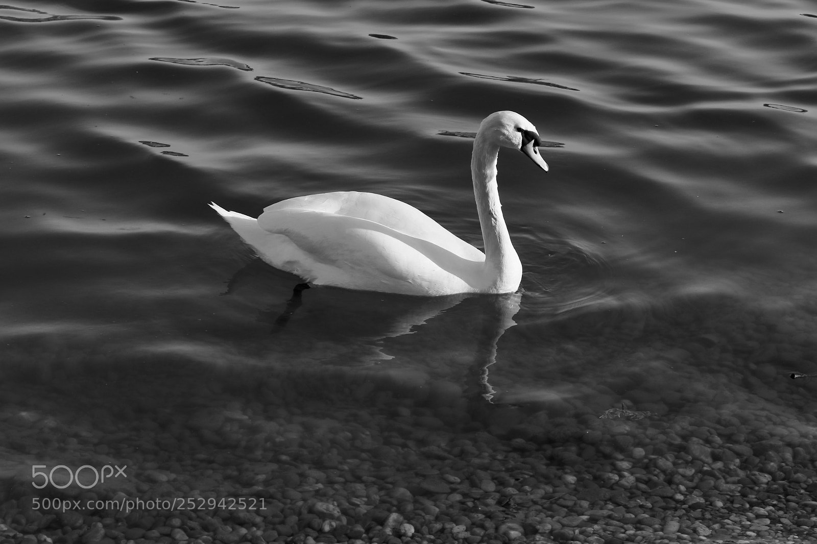 Canon EOS 80D sample photo. Swan b&w photography