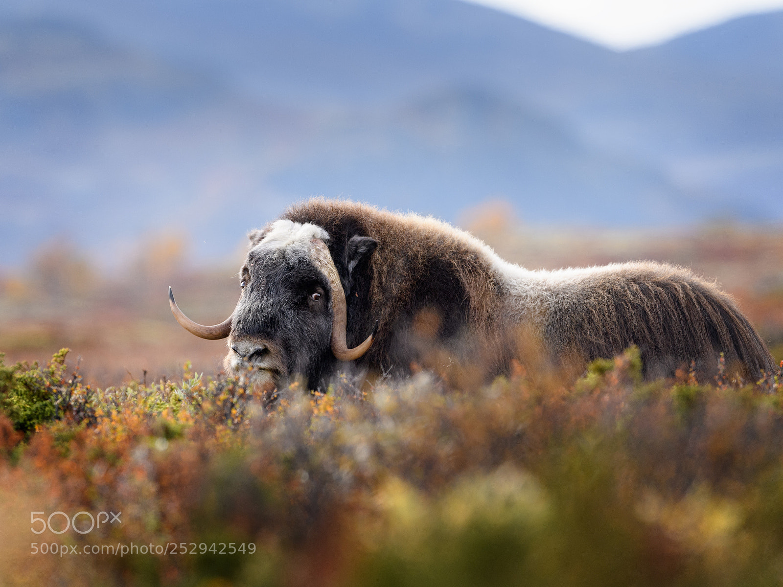 Nikon D5 sample photo. Musk ox in dovre photography