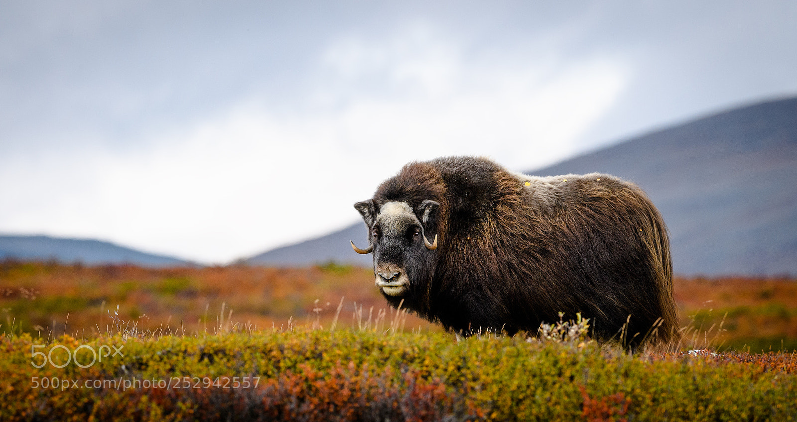 Nikon D5 sample photo. Musk ox in dovre photography