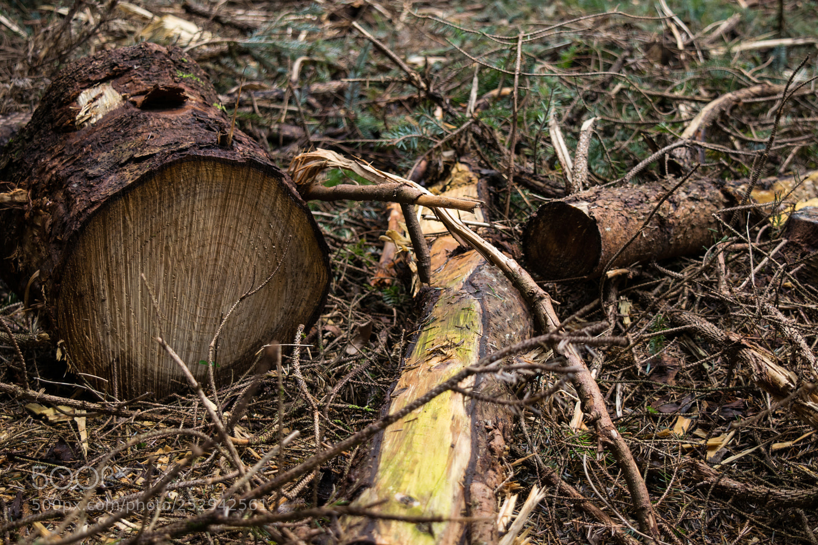 Nikon D3300 sample photo. Wood pile photography