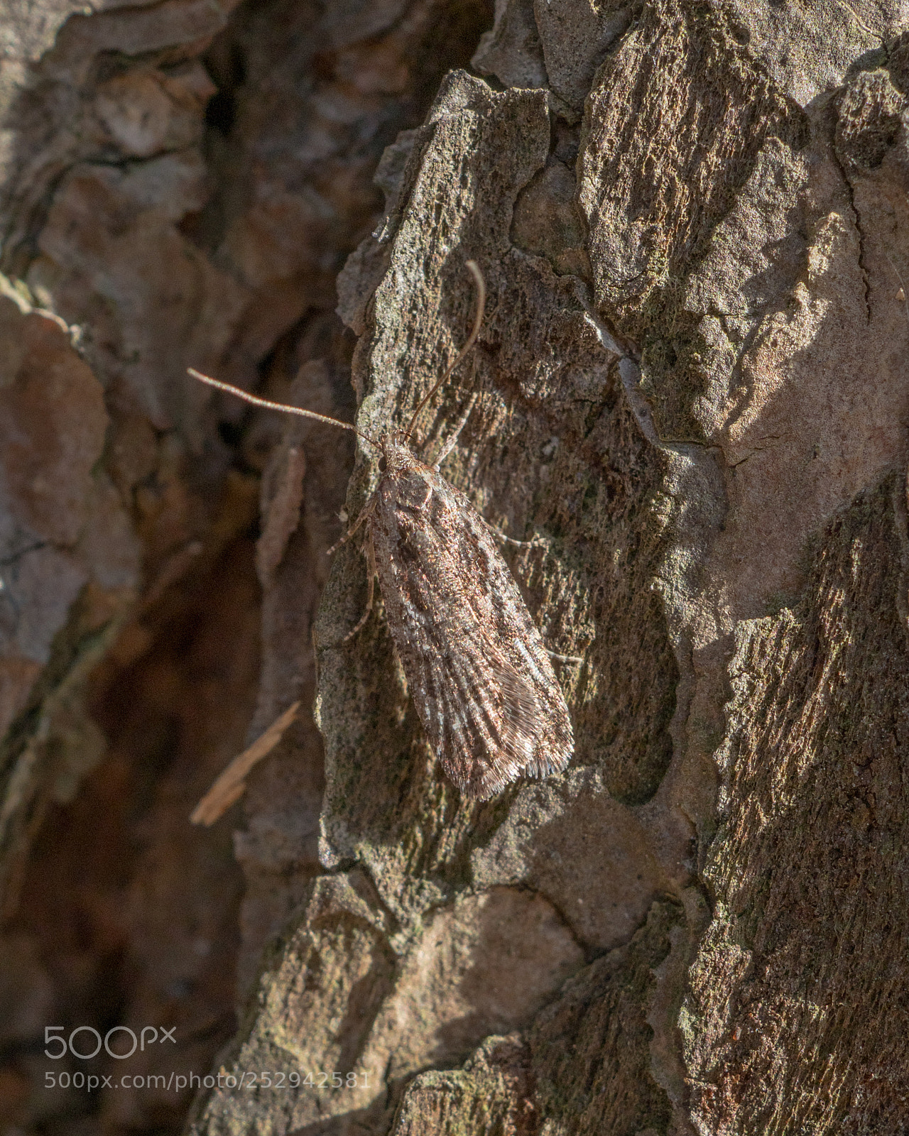 Olympus OM-D E-M1 Mark II sample photo. Opened the macro season photography