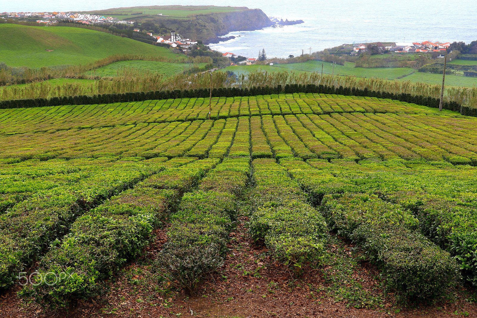 Canon EF 24-70mm F4L IS USM sample photo. Tea photography