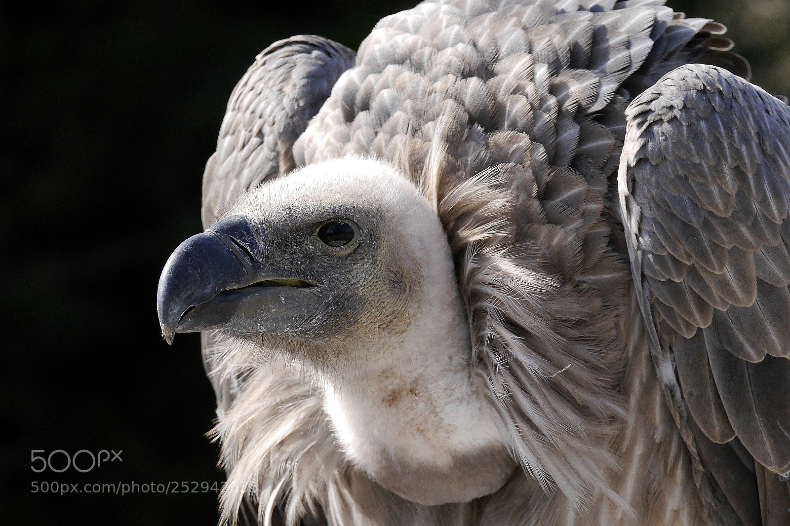 Panasonic Lumix DMC-G6 sample photo. Hooded vulture - necrosyrtes photography