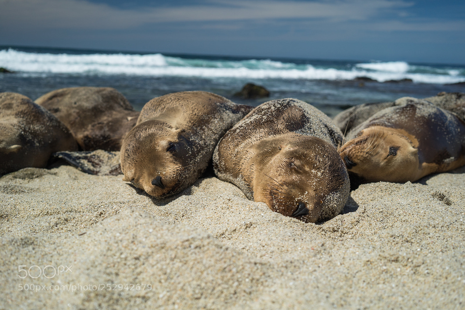 Sony a7S sample photo. Sandy naps photography