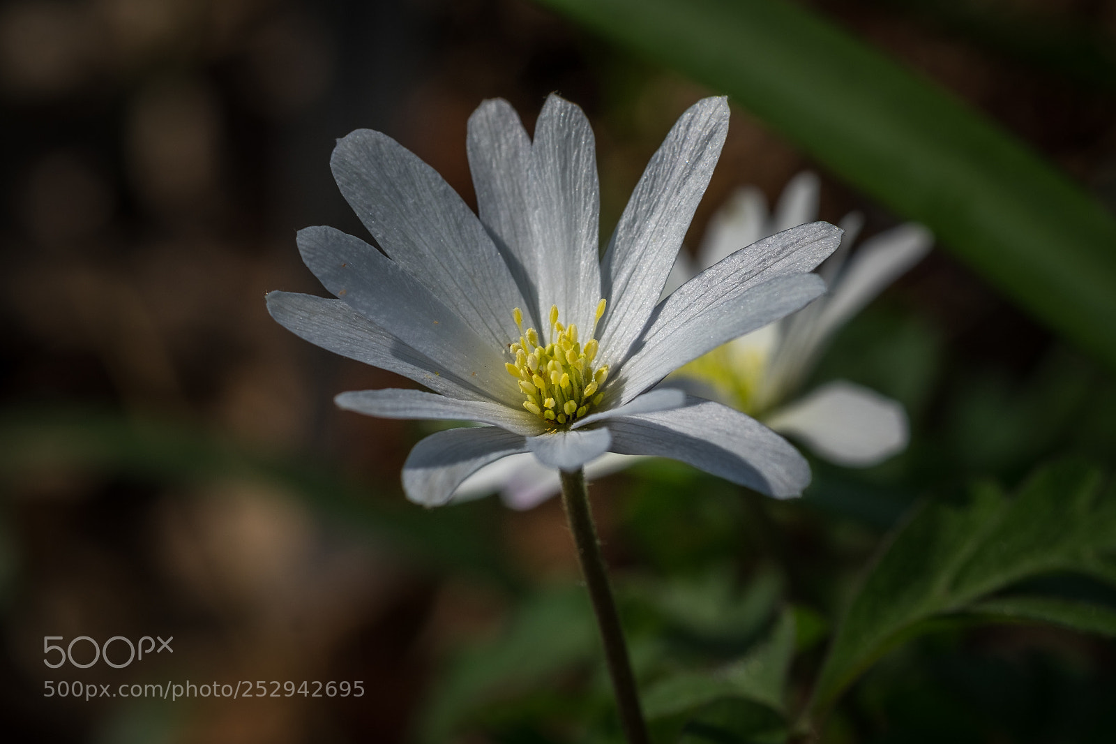 Fujifilm X-T1 sample photo. Anemone blanda white splendour photography