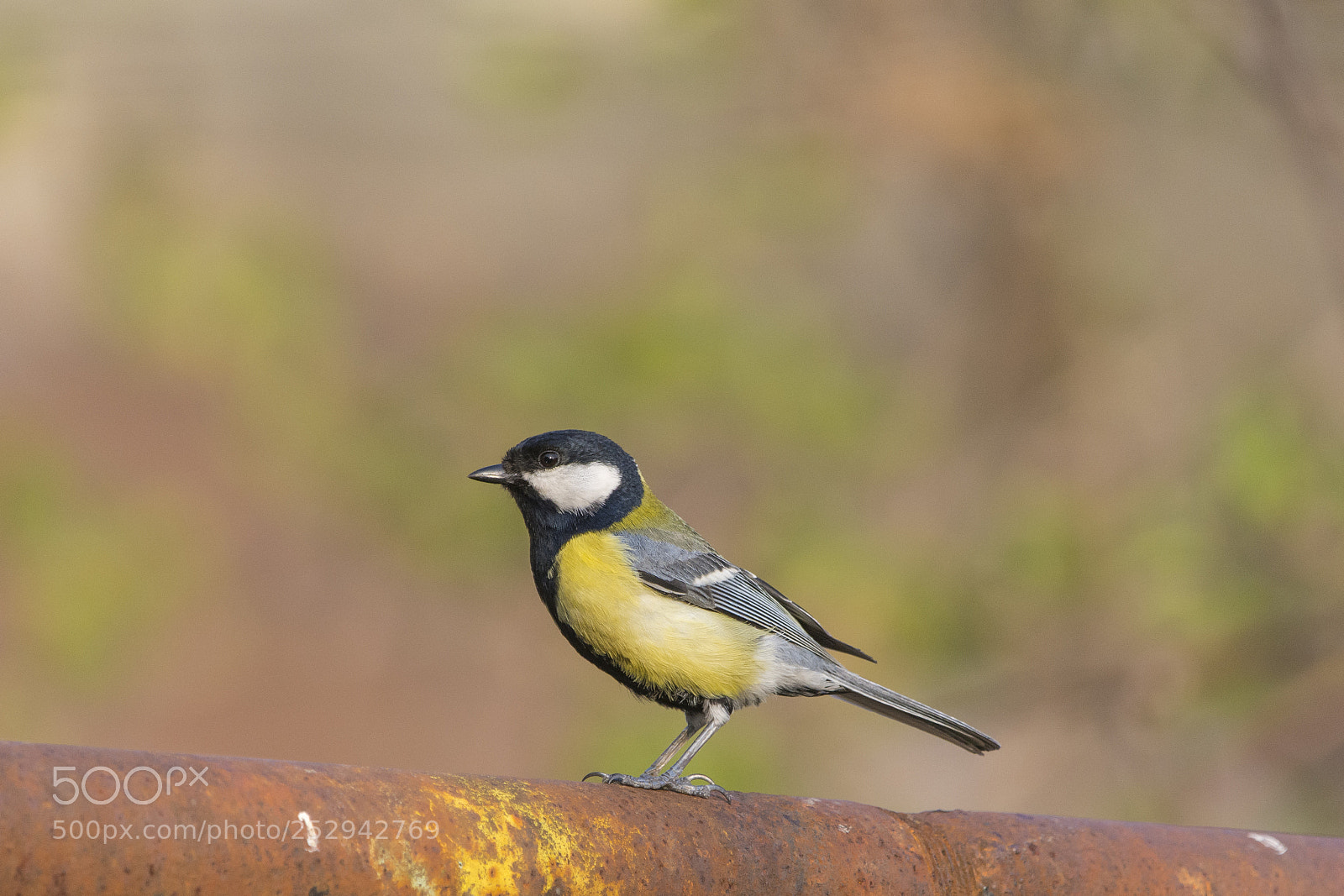 Nikon D7100 sample photo. Great tit photography