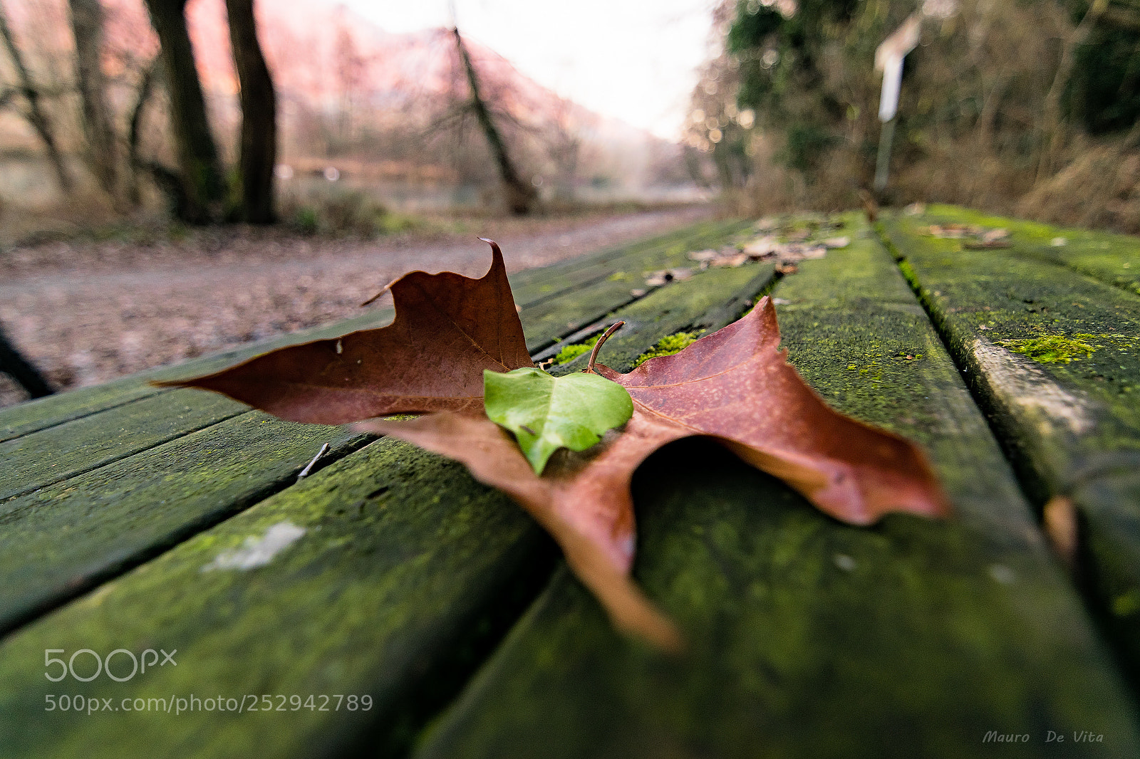 Nikon D5300 sample photo. Foglia sul tavolo photography