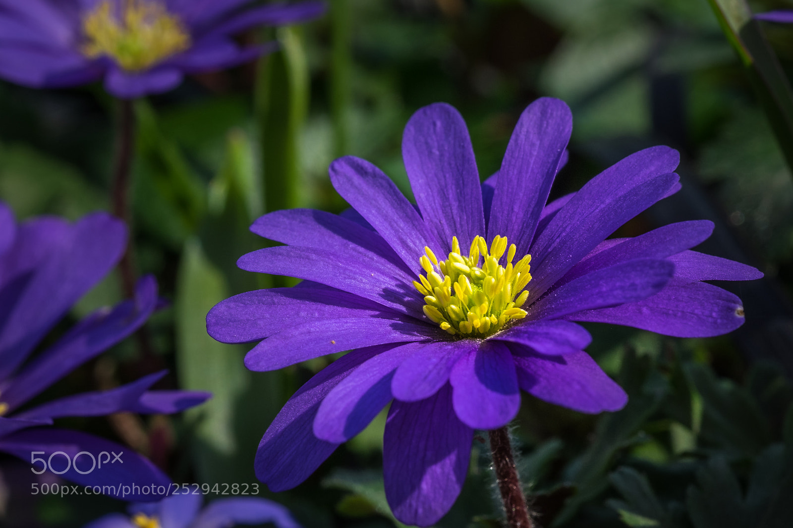 Fujifilm X-T1 sample photo. Anemone blanda blue shades photography